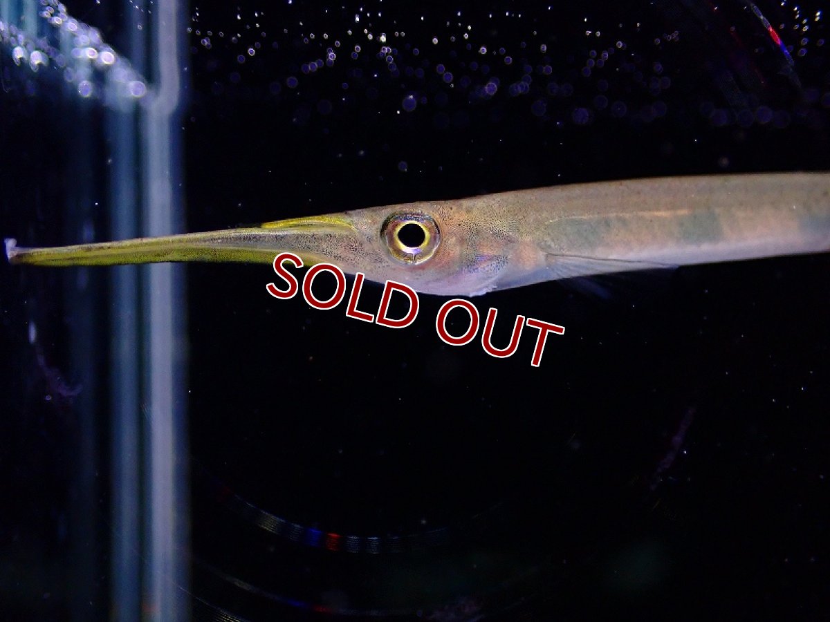 画像2: 【淡水魚】ヘミランフォドン ポゴノグナタス【1匹 サンプル画像】(生体)(熱帯魚)NK (2)