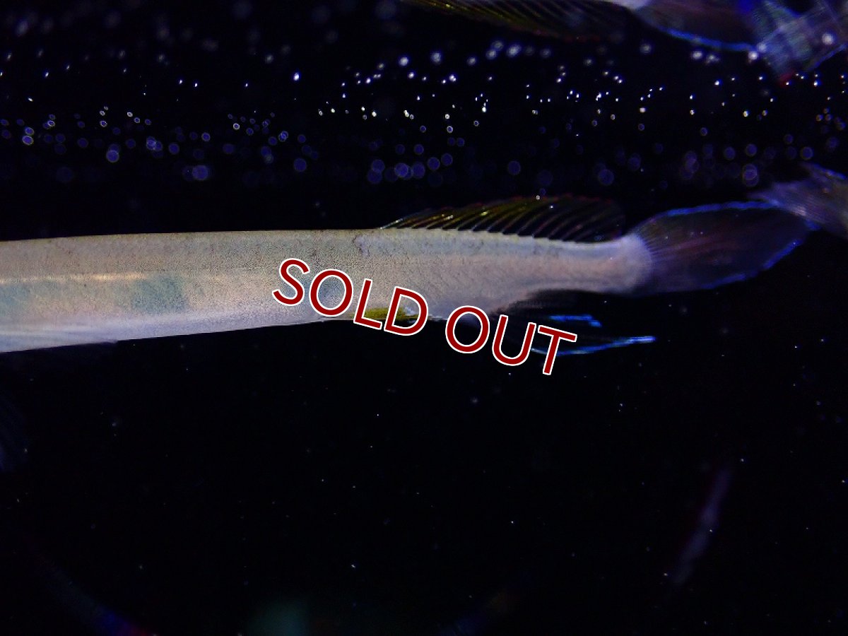 画像3: 【淡水魚】ヘミランフォドン ポゴノグナタス【1匹 サンプル画像】(生体)(熱帯魚)NK (3)