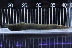 画像1: 【淡水魚】大特価 フラワースポットスパイニーイール【1匹 サンプル画像】(±18-20cm) (1)