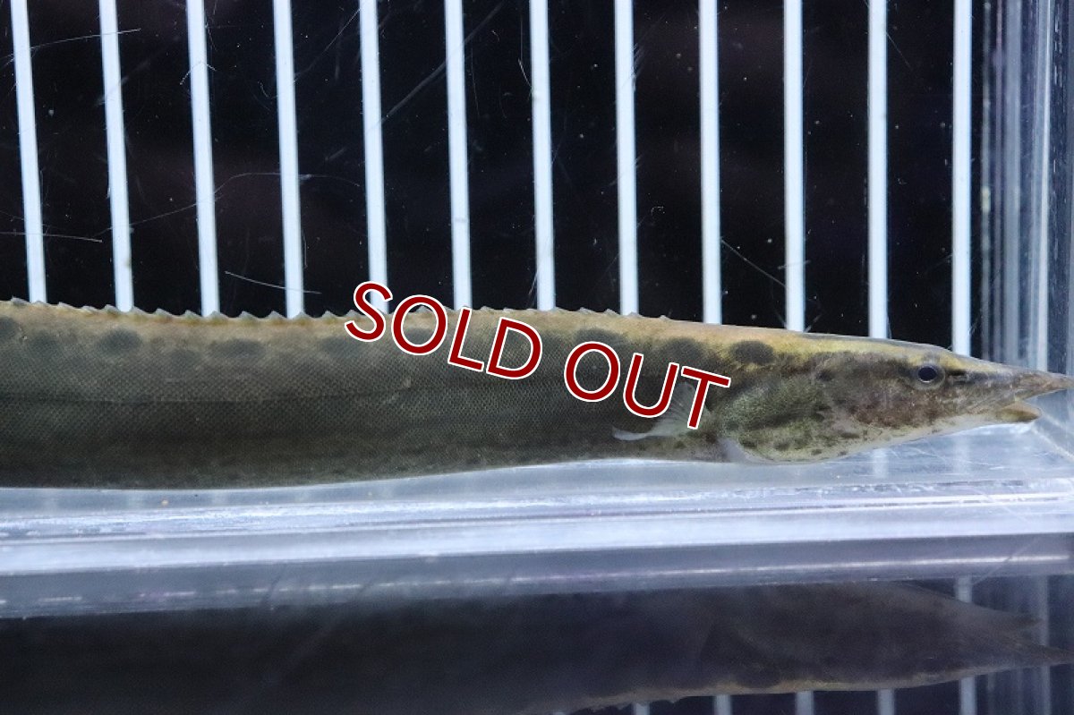 画像2: 【淡水魚】大特価 フラワースポットスパイニーイール【1匹 サンプル画像】(±18-20cm) (2)