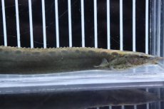 画像2: 【淡水魚】大特価 フラワースポットスパイニーイール【1匹 サンプル画像】(±18-20cm) (2)