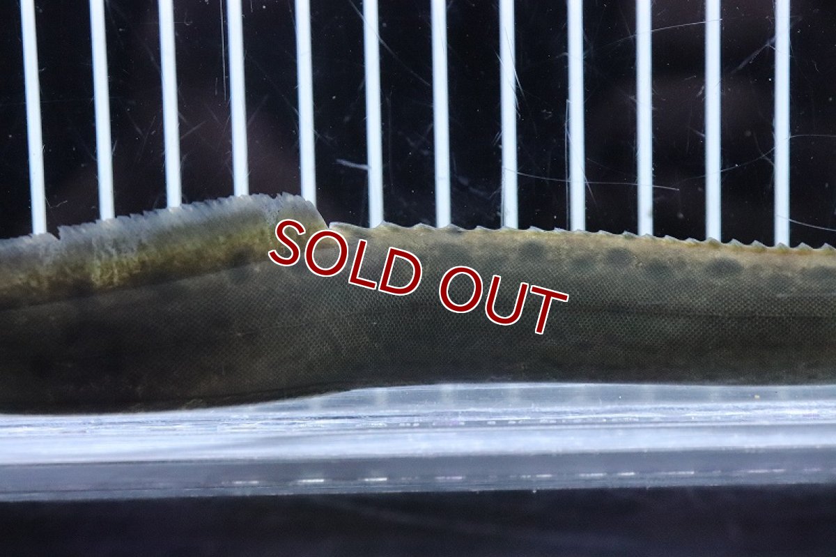 画像3: 【淡水魚】大特価 フラワースポットスパイニーイール【1匹 サンプル画像】(±18-20cm) (3)