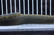 画像3: 【淡水魚】大特価 フラワースポットスパイニーイール【1匹 サンプル画像】(±18-20cm) (3)