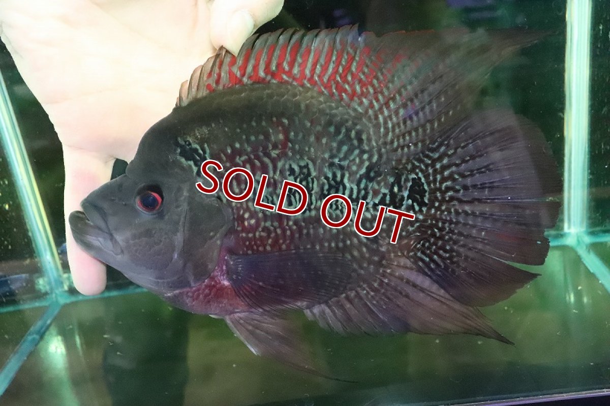 画像2: 【淡水魚】爆安 大きめ No1 ショートボディ フラワーホーン【個体販売】(±19cm)(大型魚)(生体)(熱帯魚)NKO (2)