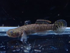 画像1: 【淡水魚】【通販】オオグロハゼ(Mugilogobius cavifrons)【1匹 サンプル画像】(ハゼ)(生体)(熱帯魚)NK (1)