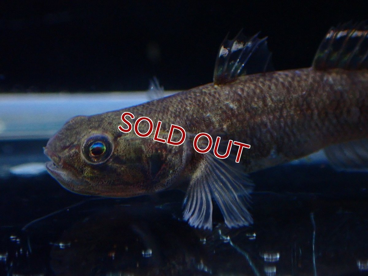 画像2: 【淡水魚】オオグロハゼ(Mugilogobius cavifrons)【1匹 サンプル画像】(ハゼ)(生体)(熱帯魚)NK (2)