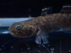 画像2: 【淡水魚】【通販】オオグロハゼ(Mugilogobius cavifrons)【1匹 サンプル画像】(ハゼ)(生体)(熱帯魚)NK (2)