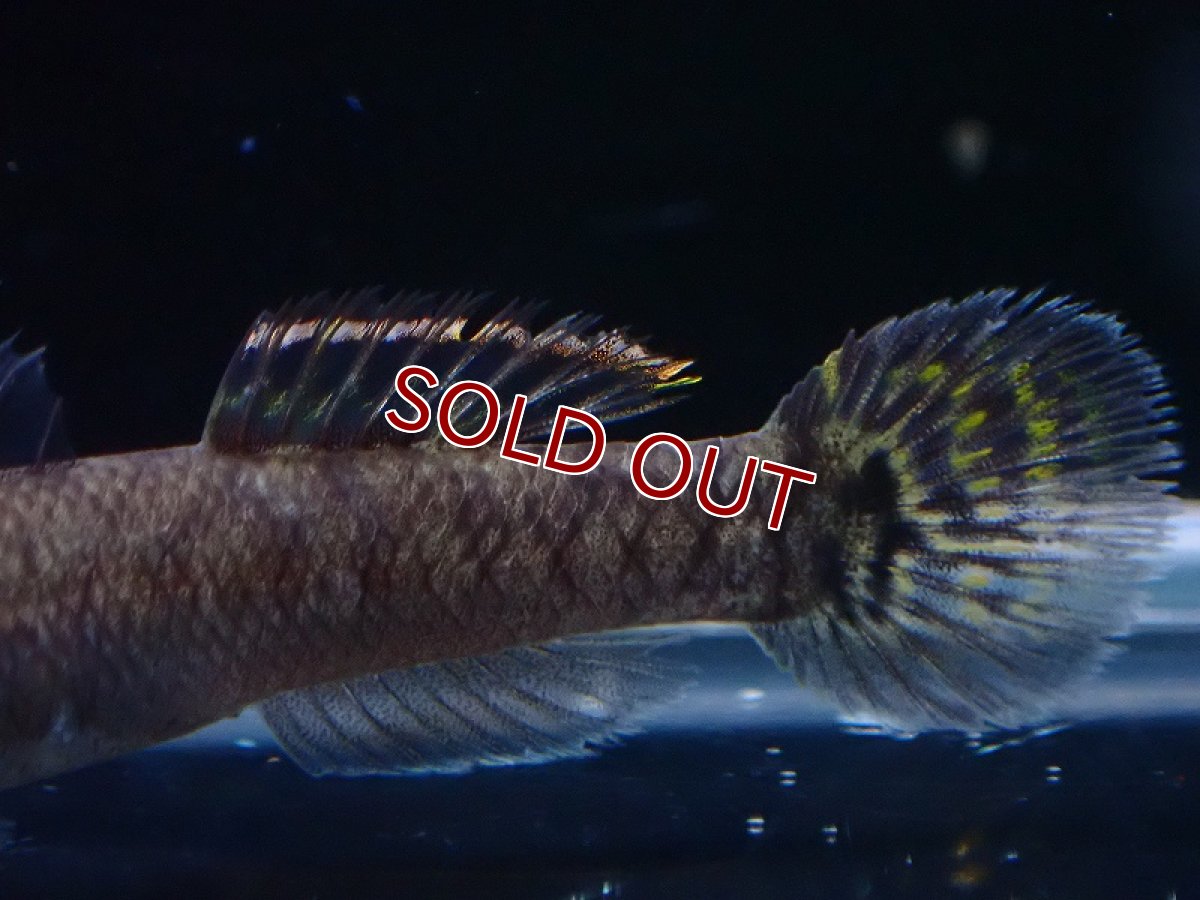 画像3: 【淡水魚】オオグロハゼ(Mugilogobius cavifrons)【1匹 サンプル画像】(ハゼ)(生体)(熱帯魚)NK (3)