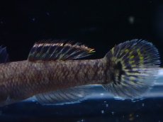 画像3: 【淡水魚】【通販】オオグロハゼ(Mugilogobius cavifrons)【1匹 サンプル画像】(ハゼ)(生体)(熱帯魚)NK (3)