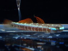 画像1: 【淡水魚】【通販】ナンヨウボウズハゼ【1ペア サンプル画像】(淡水ハゼ)(生体)(熱帯魚)NK (1)