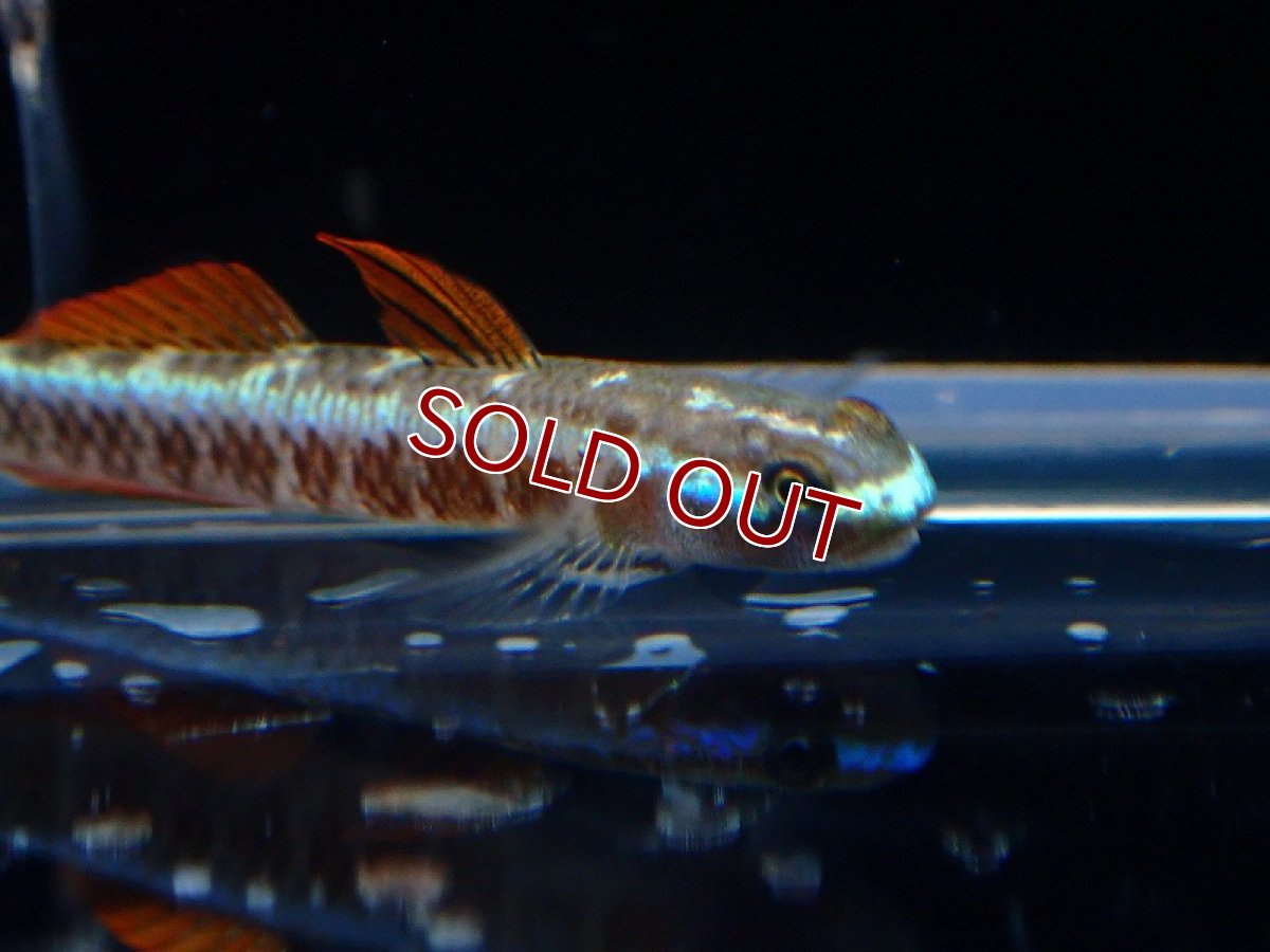 画像2: 【淡水魚】【通販】ナンヨウボウズハゼ【1ペア サンプル画像】(淡水ハゼ)(生体)(熱帯魚)NK (2)