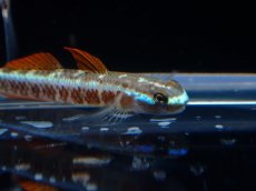 画像2: 【淡水魚】【通販】ナンヨウボウズハゼ【1ペア サンプル画像】(淡水ハゼ)(生体)(熱帯魚)NK (2)