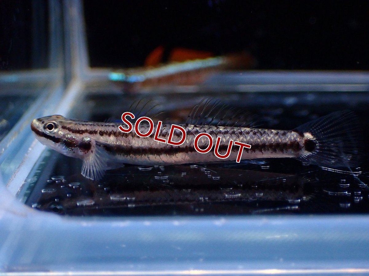 画像3: 【淡水魚】【通販】ナンヨウボウズハゼ【1ペア サンプル画像】(淡水ハゼ)(生体)(熱帯魚)NK (3)