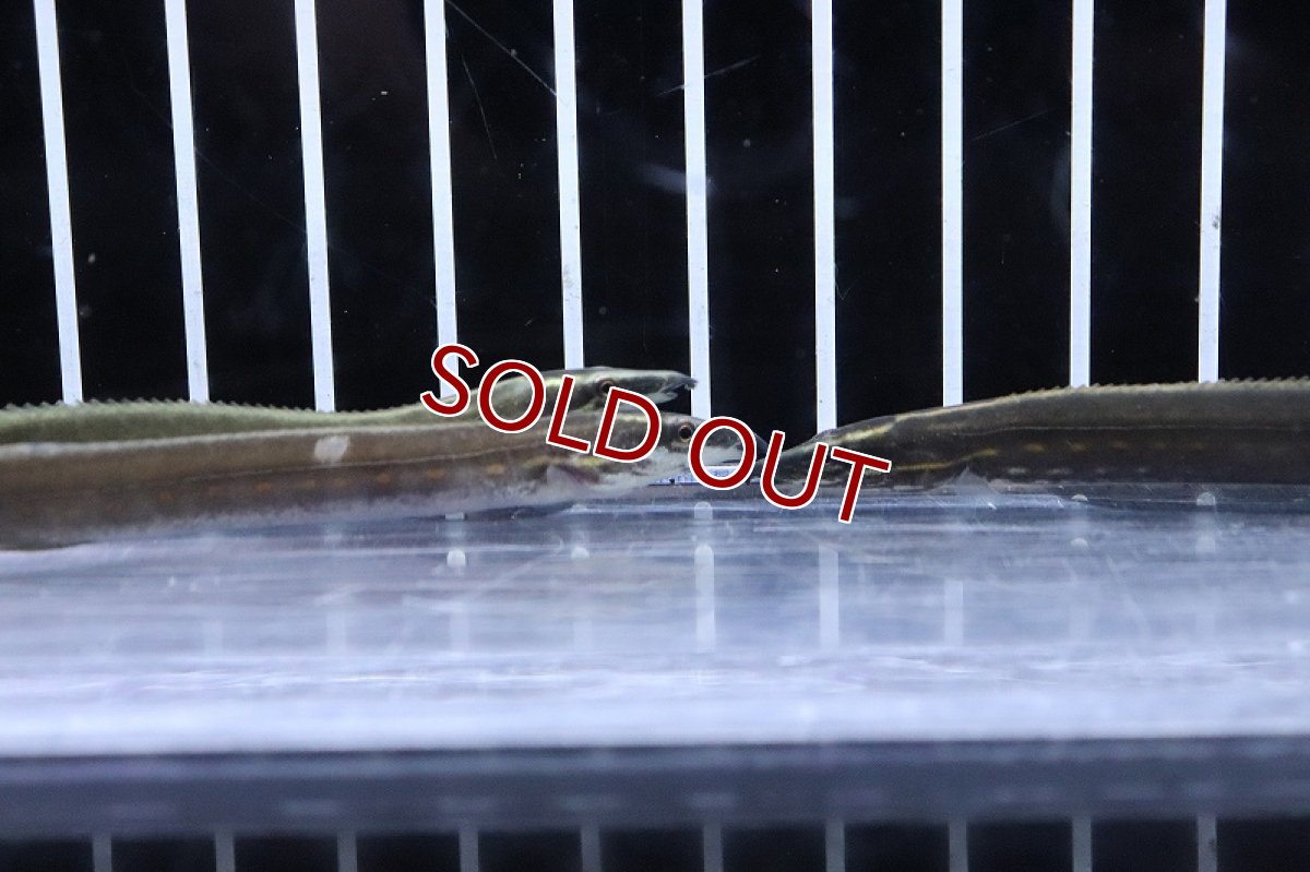 画像2: 【淡水魚】【通販】ファイヤースパイニーイール【1匹 サンプル画像】(±6-9cm)(大型魚)(生体)(熱帯魚)NKO (2)