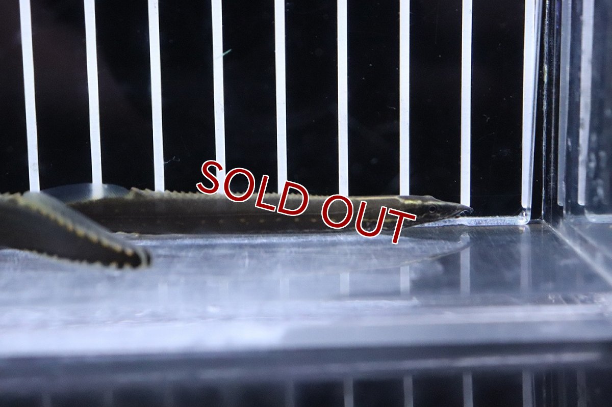 画像3: 【淡水魚】【通販】ファイヤースパイニーイール【1匹 サンプル画像】(±6-9cm)(大型魚)(生体)(熱帯魚)NKO (3)