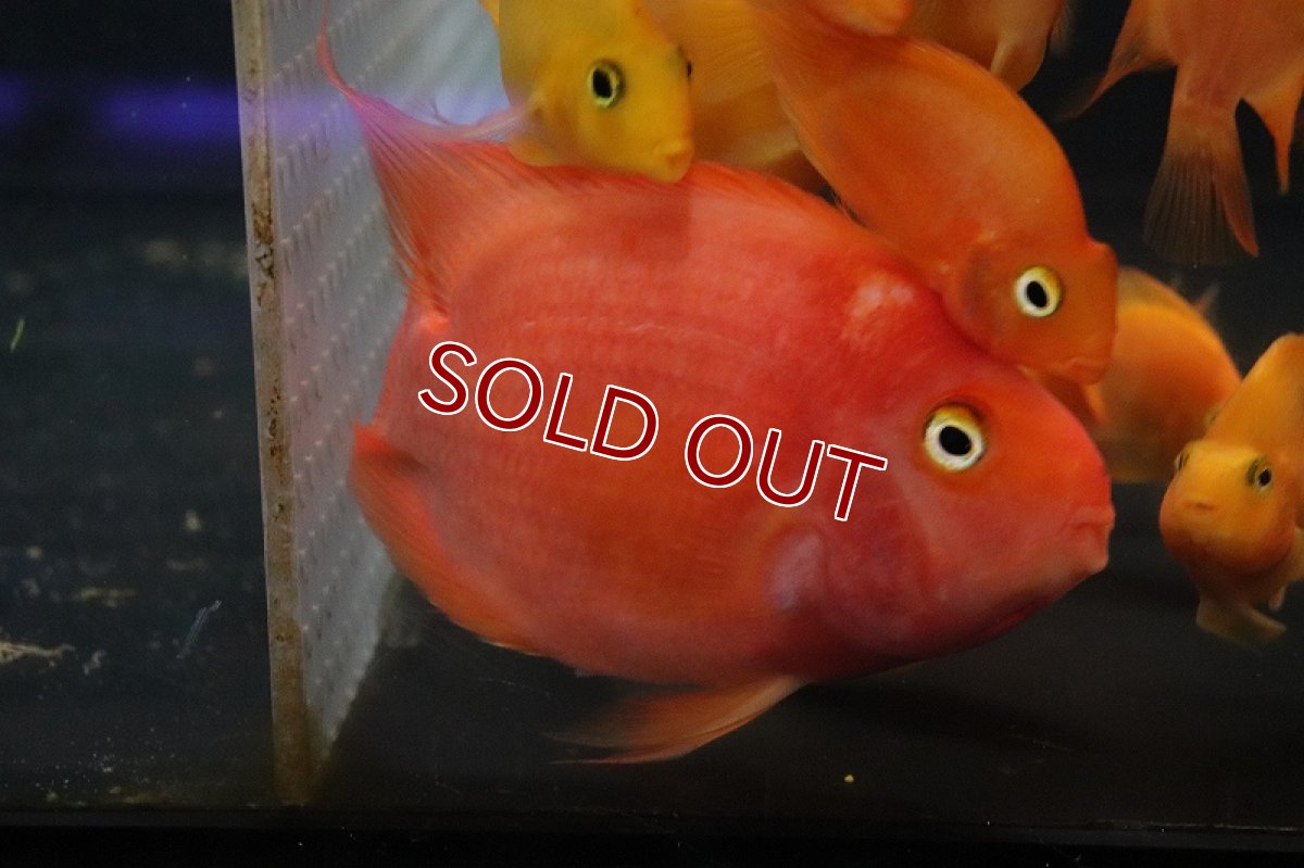 画像2: 【淡水魚】激安 パロット　ミックス【1匹 サンプル画像】(±7-10cm)(大型魚)(生体)(熱帯魚)NKO (2)