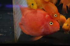 画像2: 【淡水魚】【通販】激安 パロット　ミックス【1匹 サンプル画像】(±7-10cm)(大型魚)(生体)(熱帯魚)NKO (2)