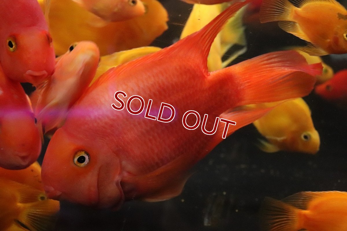 画像3: 【淡水魚】激安 パロット　ミックス【1匹 サンプル画像】(±7-10cm)(大型魚)(生体)(熱帯魚)NKO (3)