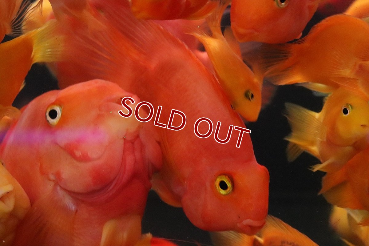 画像4: 【淡水魚】激安 パロット　ミックス【1匹 サンプル画像】(±7-10cm)(大型魚)(生体)(熱帯魚)NKO (4)