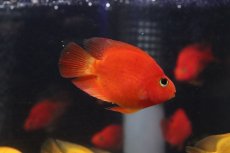 画像1: 【淡水魚】【通販】大特価 キングコングパロット【1匹 サンプル画像】(±6-7cm)(大型魚)(生体)(熱帯魚)NKO (1)