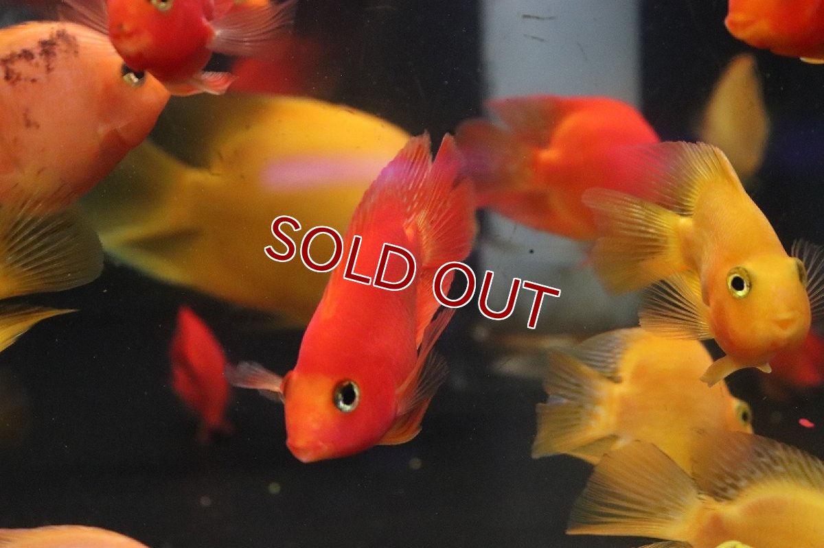 画像2: 【淡水魚】大特価 キングコングパロット【1匹 サンプル画像】(±6-7cm)(大型魚)(生体)(熱帯魚)NKO (2)