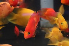 画像2: 【淡水魚】【通販】大特価 キングコングパロット【1匹 サンプル画像】(±6-7cm)(大型魚)(生体)(熱帯魚)NKO (2)