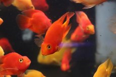 画像3: 【淡水魚】【通販】大特価 キングコングパロット【1匹 サンプル画像】(±6-7cm)(大型魚)(生体)(熱帯魚)NKO (3)