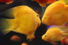 画像3: 【淡水魚】【通販】大特価 大きめ イエローパロット【1匹 サンプル画像】(±12-13cm)(大型魚)(生体)(熱帯魚)NKO (3)