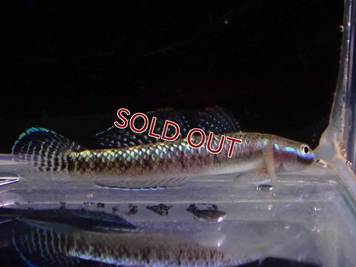 画像2: 【淡水魚】スティフォドン エレガンス【1匹 サンプル画像】(淡水ハゼ)(生体)(熱帯魚)NK (2)