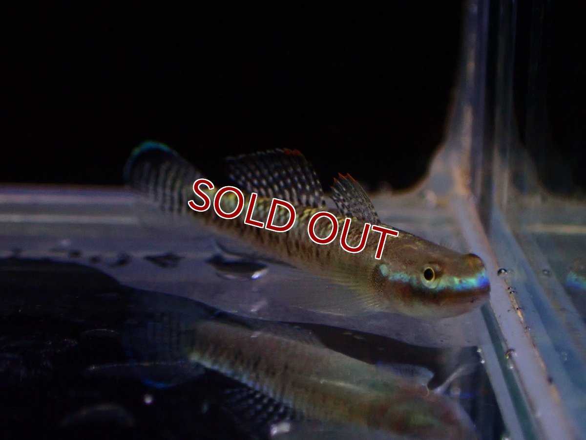 画像3: 【淡水魚】スティフォドン エレガンス【1匹 サンプル画像】(淡水ハゼ)(生体)(熱帯魚)NK (3)