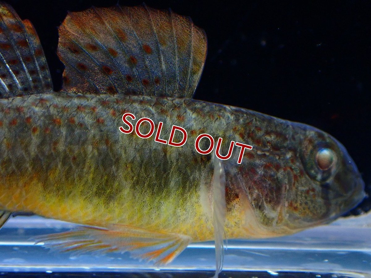 画像2: 【淡水魚】レア種 チャイニーズオレンジスリーパーゴビー【1匹 サンプル画像】(淡水ハゼ)(生体)(熱帯魚)NK (2)