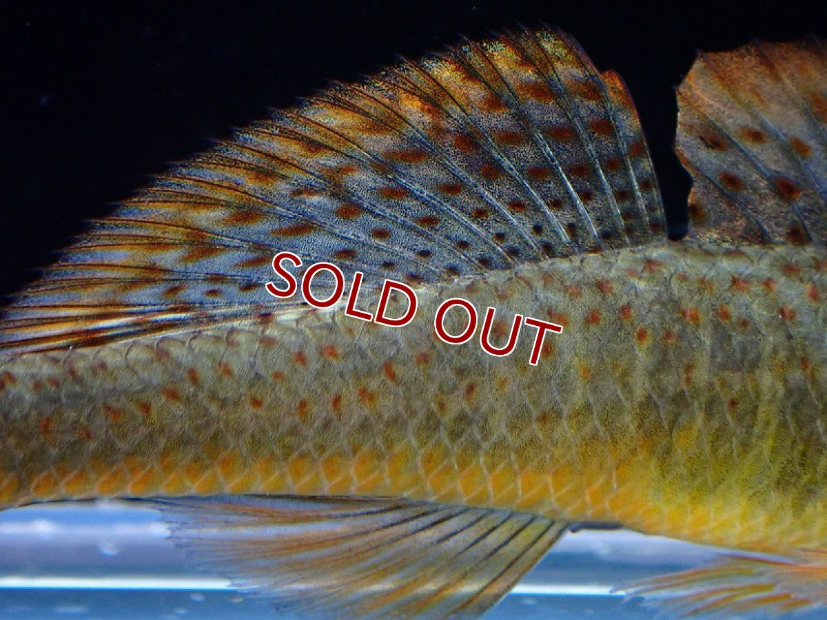 画像3: 【淡水魚】レア種 チャイニーズオレンジスリーパーゴビー【1匹 サンプル画像】(淡水ハゼ)(生体)(熱帯魚)NK (3)