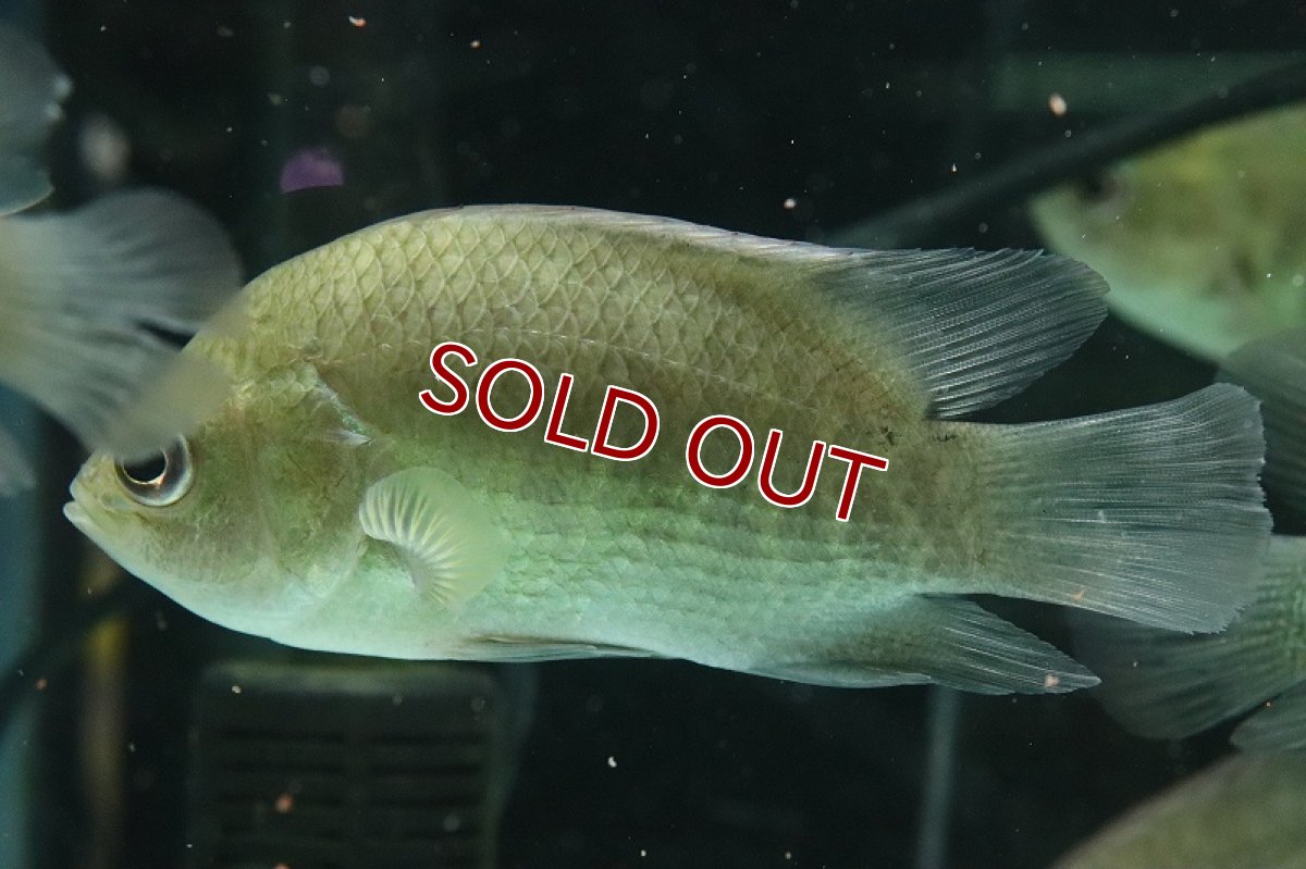 画像2: 【淡水魚】レア種 激安 タイガーストライプパーチ ラオス産 ワイルド【1匹 サンプル画像】(±10cm)(大型魚)(生体)(熱帯魚)NKO (2)