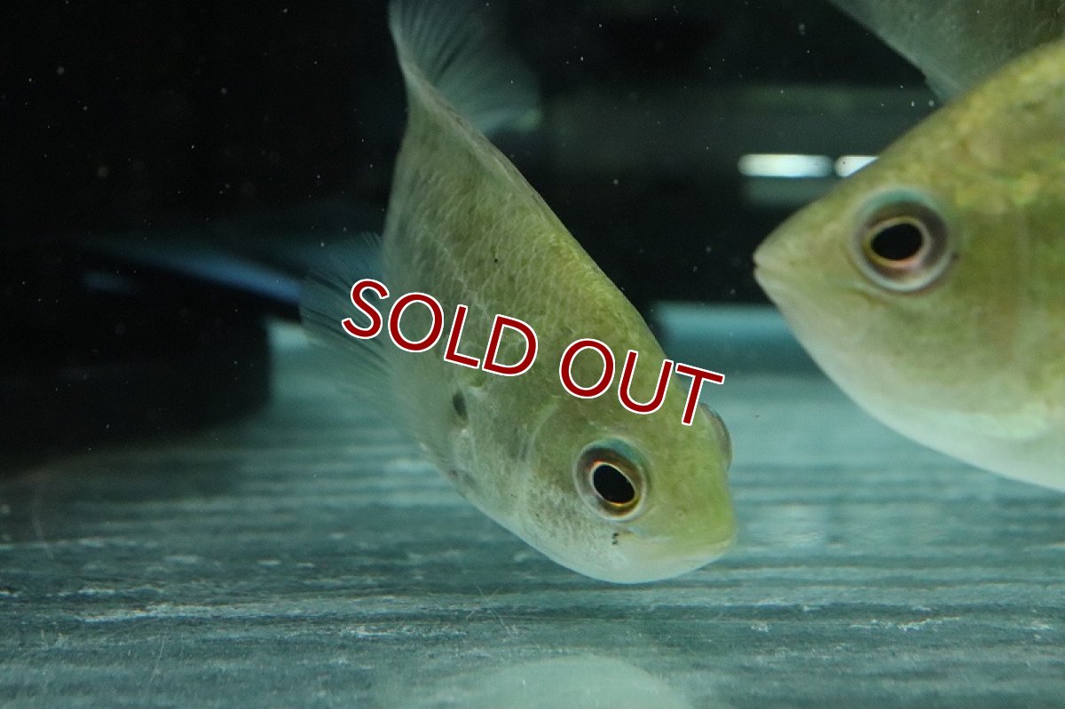 画像3: 【淡水魚】レア種 激安 タイガーストライプパーチ ラオス産 ワイルド【1匹 サンプル画像】(±10cm)(大型魚)(生体)(熱帯魚)NKO (3)