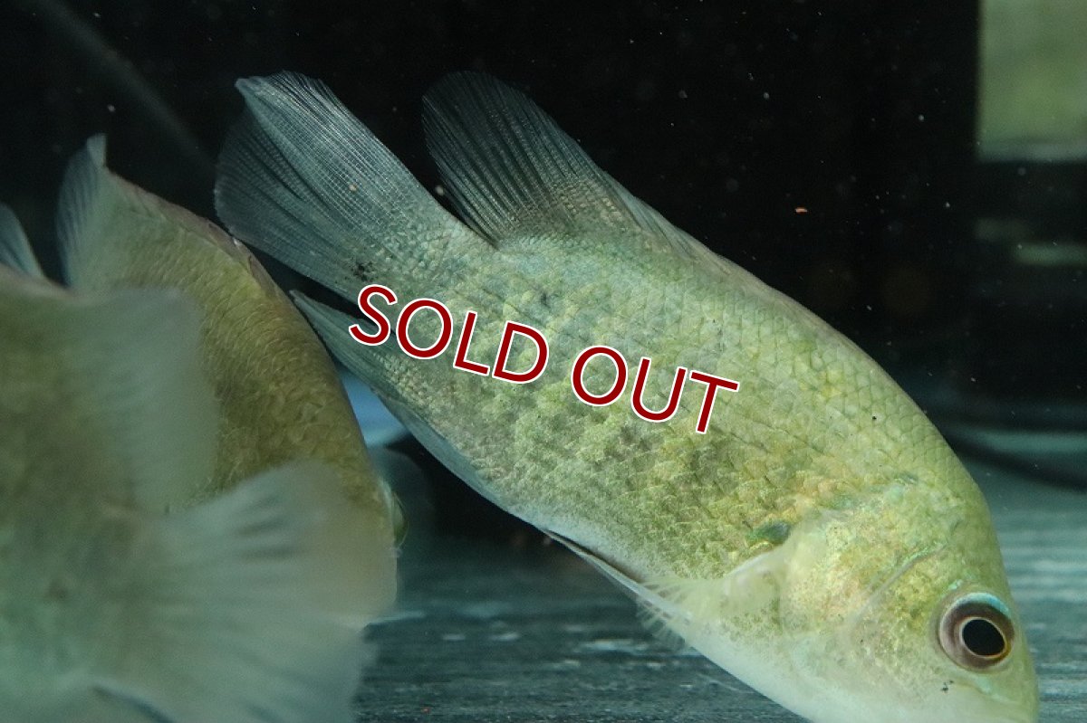 画像4: 【淡水魚】レア種 激安 タイガーストライプパーチ ラオス産 ワイルド【1匹 サンプル画像】(±10cm)(大型魚)(生体)(熱帯魚)NKO (4)