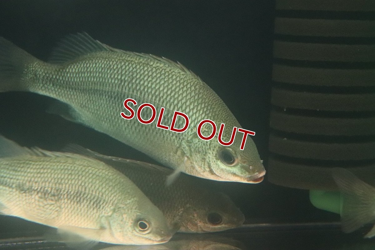 画像2: 【淡水魚】レア種 ブラックラインシルバーパーチ オーストラリア産 ワイルド【1匹 サンプル画像】(±10-12cm)(生体)(熱帯魚)NKO (2)