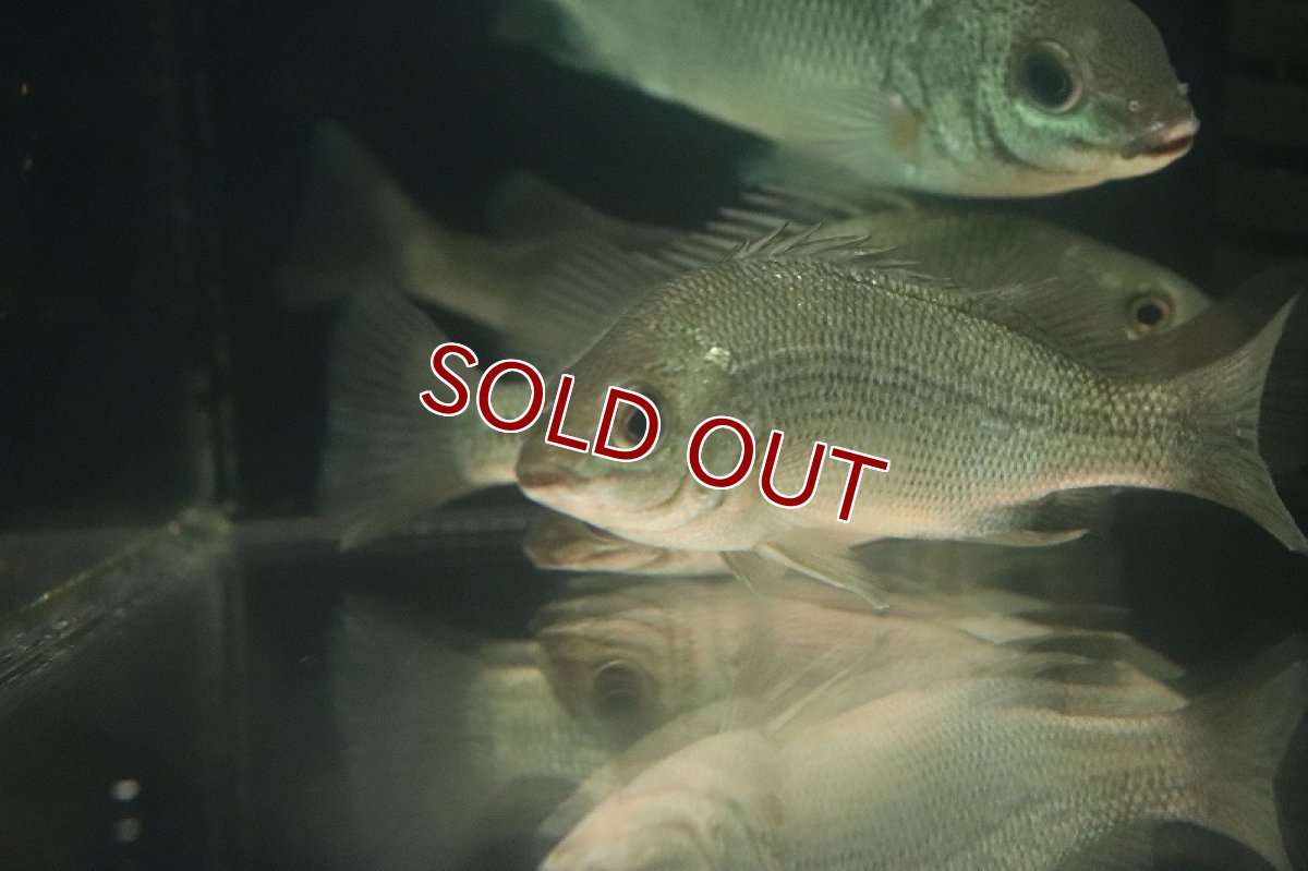 画像3: 【淡水魚】レア種 ブラックラインシルバーパーチ オーストラリア産 ワイルド【1匹 サンプル画像】(±10-12cm)(生体)(熱帯魚)NKO (3)