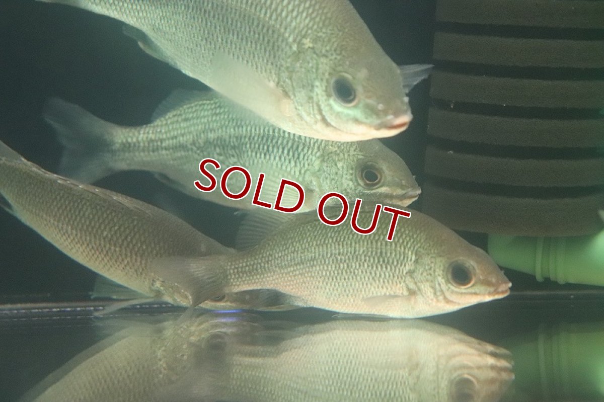 画像4: 【淡水魚】レア種 ブラックラインシルバーパーチ オーストラリア産 ワイルド【1匹 サンプル画像】(±10-12cm)(生体)(熱帯魚)NKO (4)