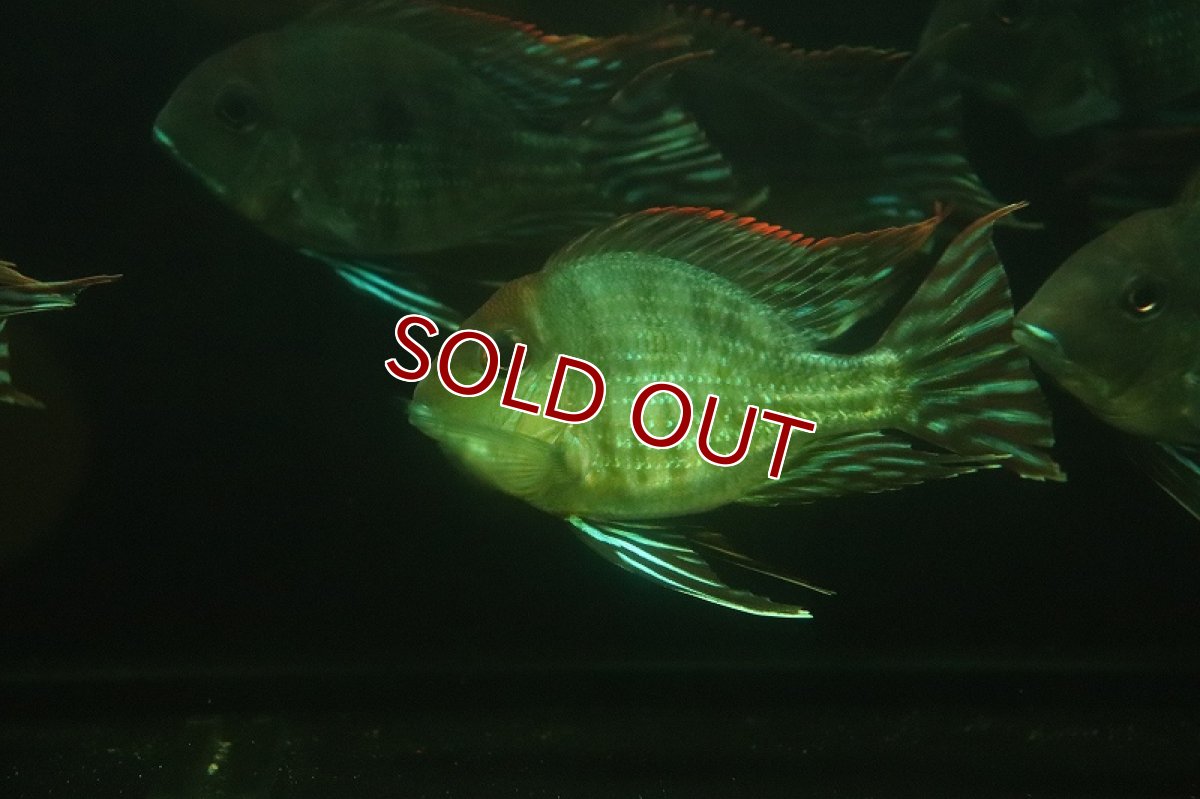 画像2: 【淡水魚】新着 バルーン ゲオファーガス sp レッドヘッドタパジョス【1匹 サンプル画像】(±7-10cm)(大型魚)(生体)(熱帯魚)NKO (2)