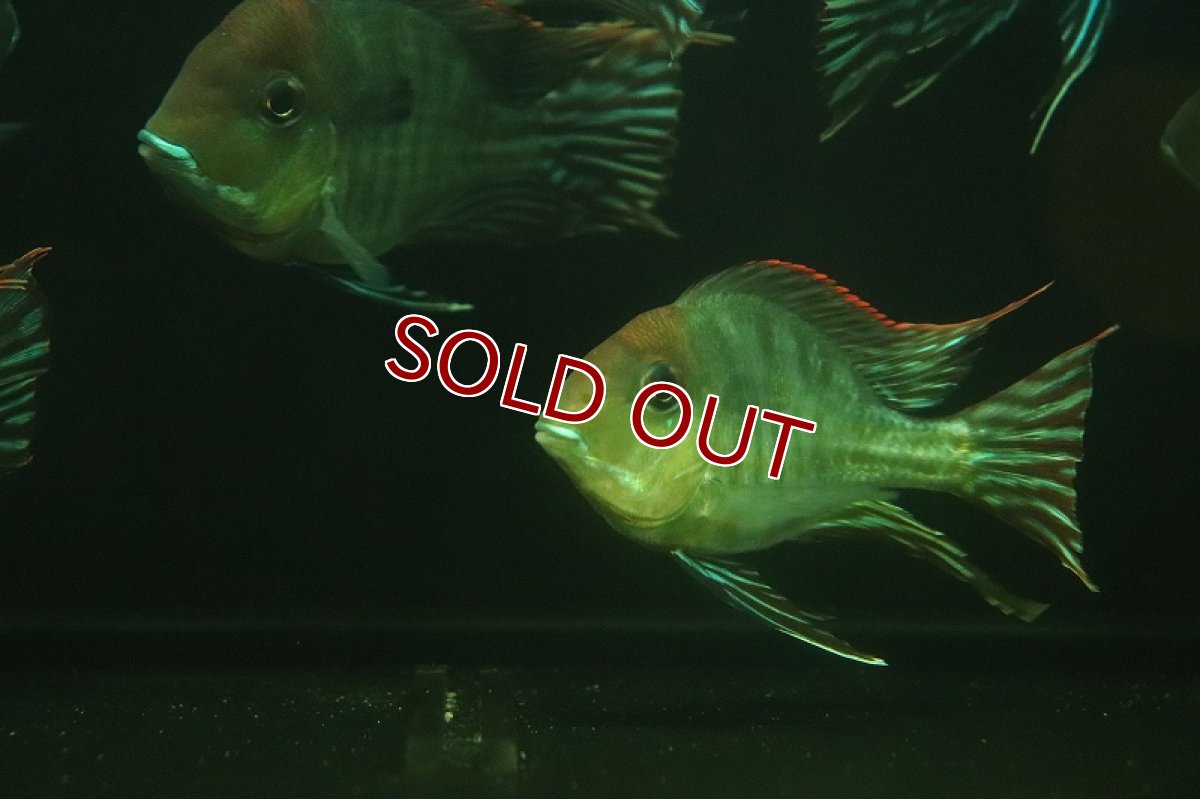 画像3: 【淡水魚】新着 バルーン ゲオファーガス sp レッドヘッドタパジョス【1匹 サンプル画像】(±7-10cm)(大型魚)(生体)(熱帯魚)NKO (3)