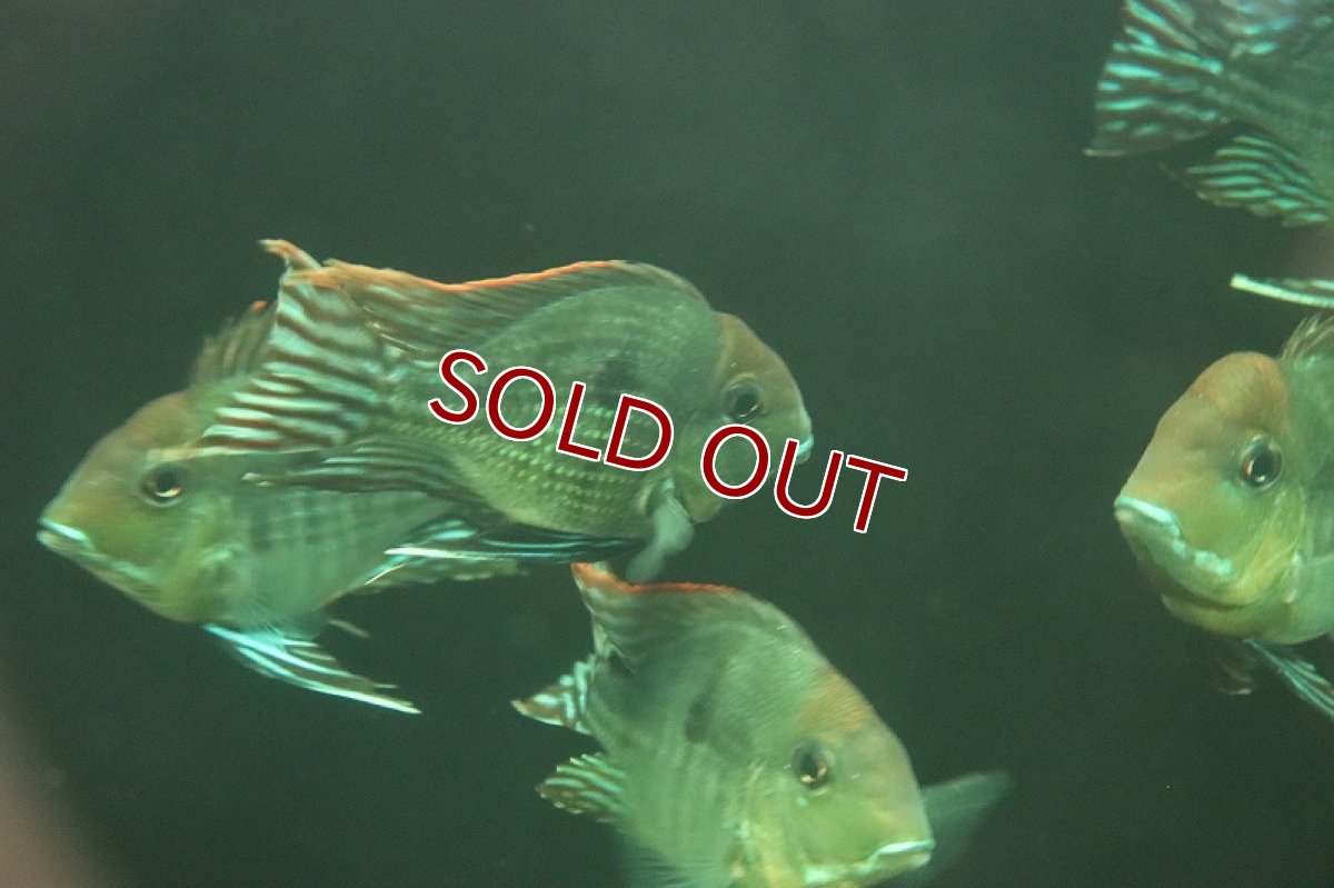 画像4: 【淡水魚】新着 バルーン ゲオファーガス sp レッドヘッドタパジョス【1匹 サンプル画像】(±7-10cm)(大型魚)(生体)(熱帯魚)NKO (4)