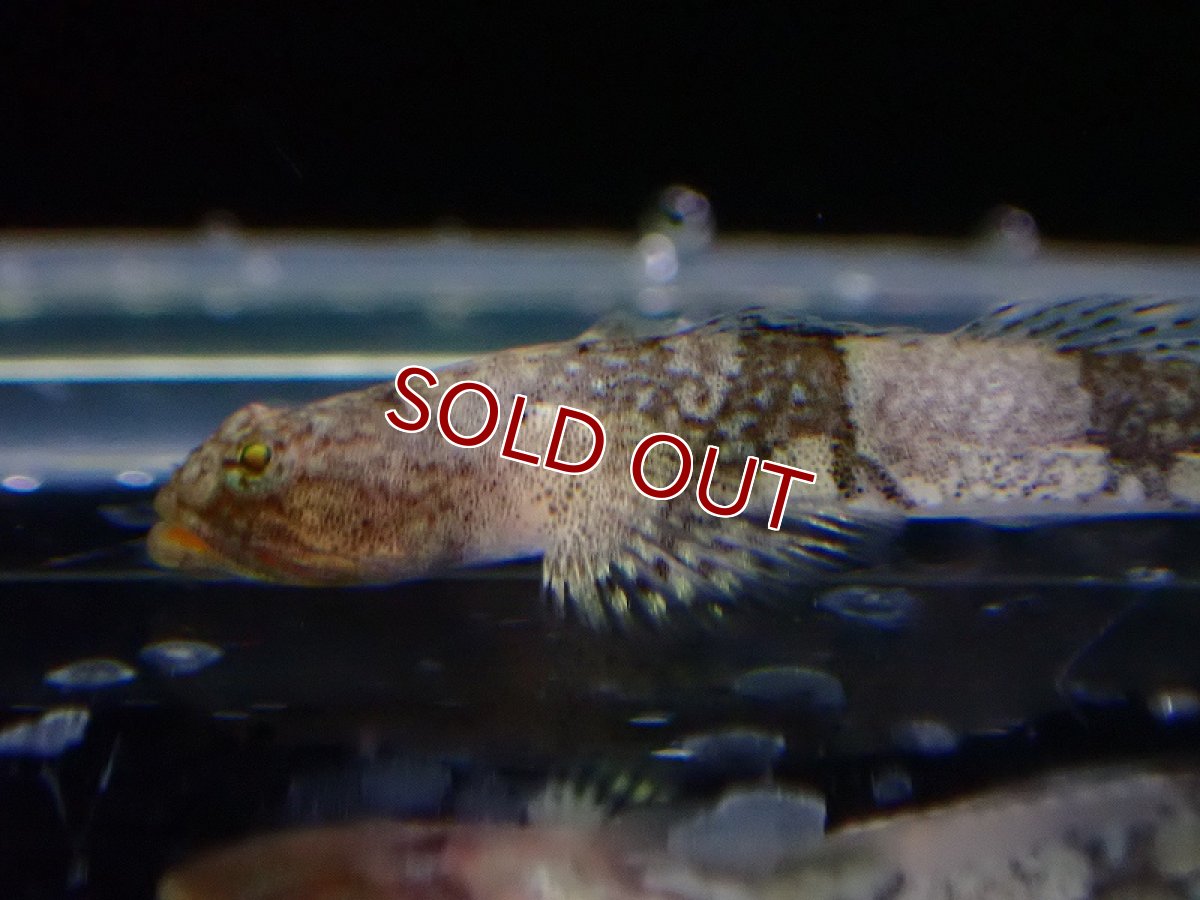 画像2: 【淡水魚】タイガードラゴン ミクロゴビー【1匹 サンプル画像】(淡水ハゼ)(生体)(熱帯魚)NK (2)