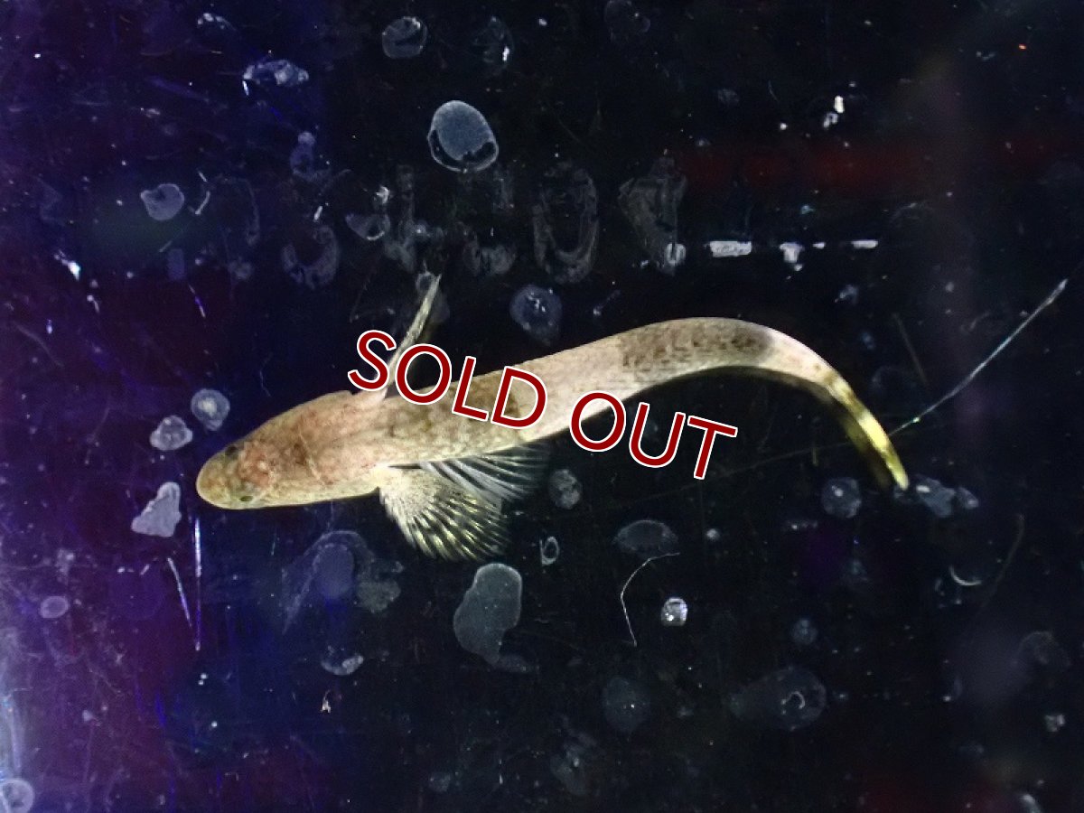 画像3: 【淡水魚】タイガードラゴン ミクロゴビー【1匹 サンプル画像】(淡水ハゼ)(生体)(熱帯魚)NK (3)