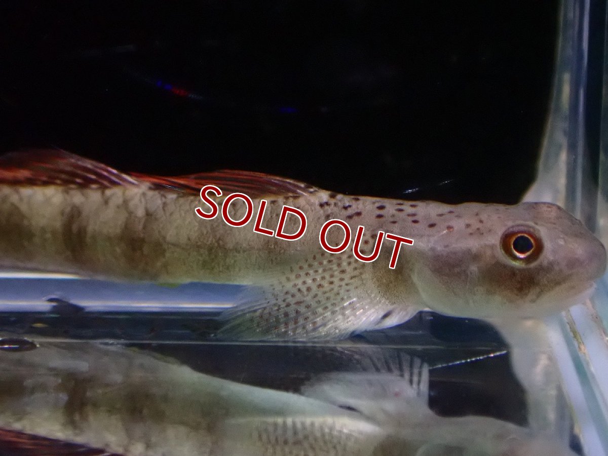 画像2: 【淡水魚】スティフォドン マクロドラサリス【1匹 サンプル画像】(淡水ハゼ)(生体)(熱帯魚)NK (2)