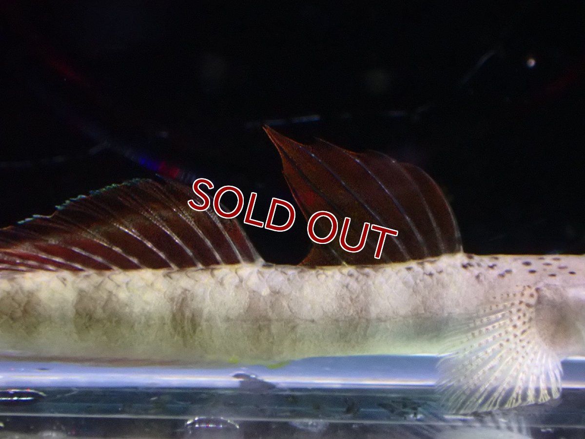 画像3: 【淡水魚】スティフォドン マクロドラサリス【1匹 サンプル画像】(淡水ハゼ)(生体)(熱帯魚)NK (3)