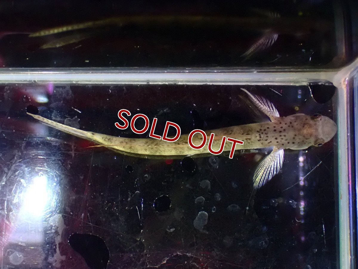 画像4: 【淡水魚】スティフォドン マクロドラサリス【1匹 サンプル画像】(淡水ハゼ)(生体)(熱帯魚)NK (4)