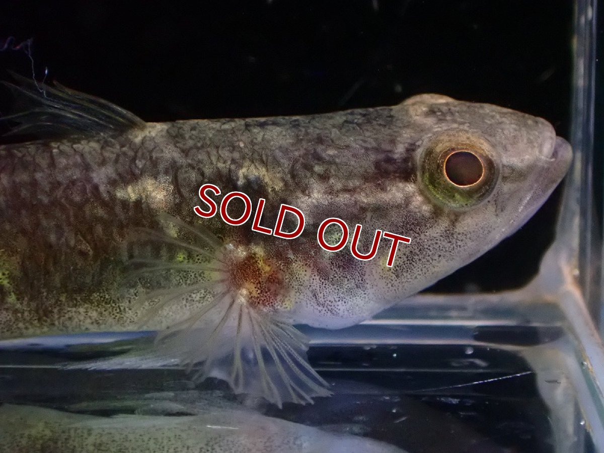 画像2: 【淡水魚】オーストラリアスパングルガジョン【1匹 サンプル画像】(±8-12cm)(淡水ハゼ)(生体)(熱帯魚)NK (2)