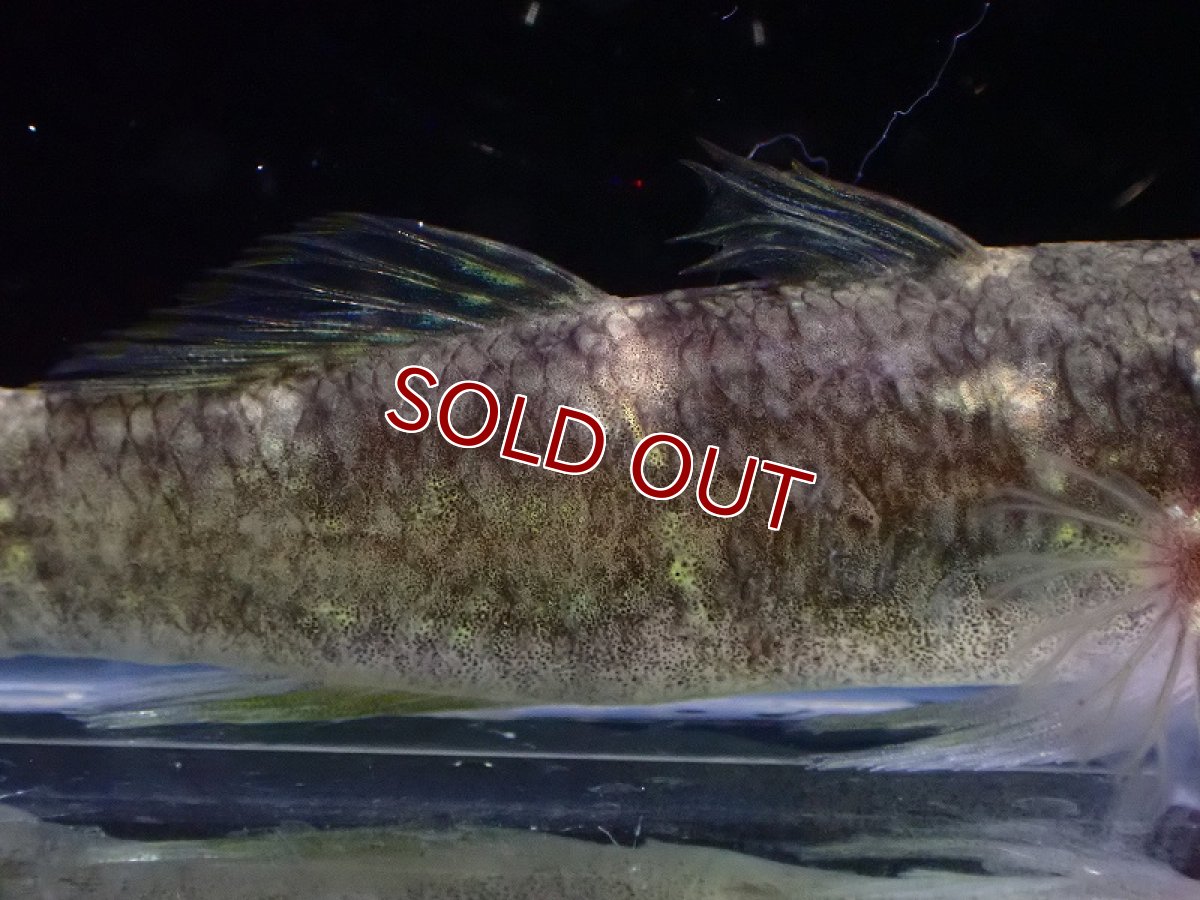 画像3: 【淡水魚】オーストラリアスパングルガジョン【1匹 サンプル画像】(±8-12cm)(淡水ハゼ)(生体)(熱帯魚)NK (3)