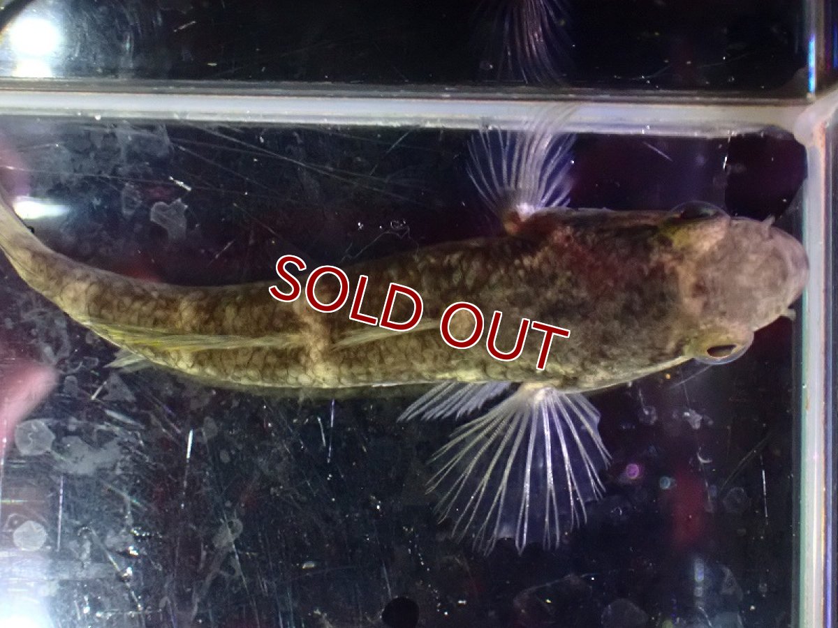 画像4: 【淡水魚】オーストラリアスパングルガジョン【1匹 サンプル画像】(±8-12cm)(淡水ハゼ)(生体)(熱帯魚)NK (4)