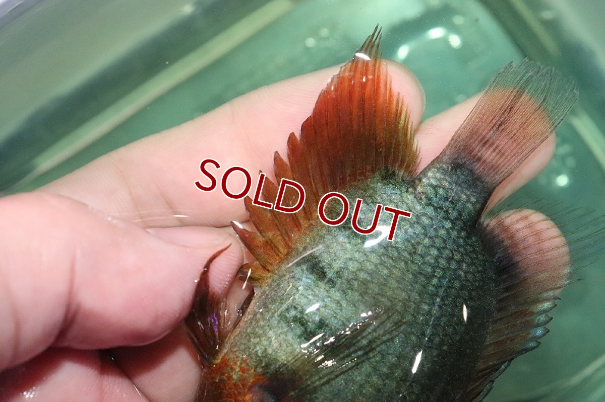 画像3: 【淡水魚】激安 美種 ヘロスsp レッドネックセベラム【1匹 サンプル画像】(±6-7cm)(大型魚)(生体)(熱帯魚)NKO (3)